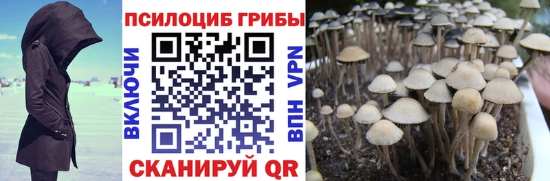 Галлюциногенные грибы Psilocybe Печора